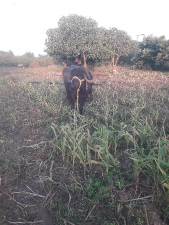 પેલા વેતરમાં વિયાવા માટે બેસ છે