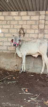 કાંકરેજ વાછડા વેચવાના છે
