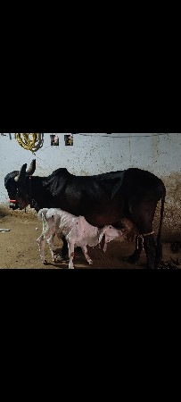 ગાય વેચવાની છે