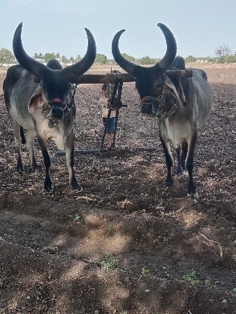સાવ સોજા છે