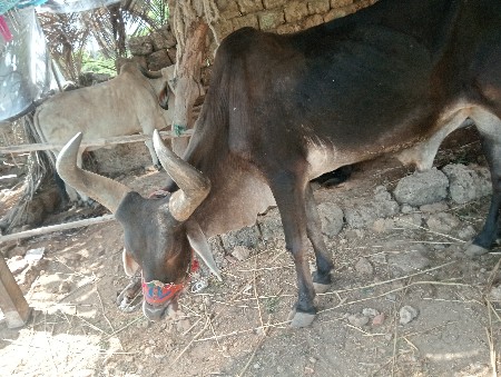 એક બળદ વેચવાનો છે