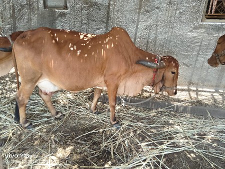 ગીર ગાય વેચવાની છે