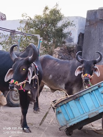 Naam Mata Bhai Sundar vah