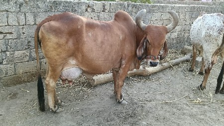 ગાય વેસવાની સે