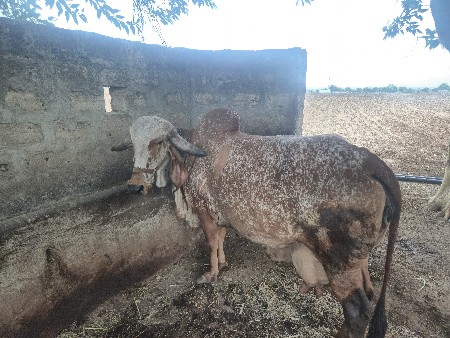ગીર ગાય વેચવાની છે