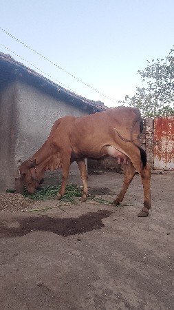 ગાય વેચવાની છે