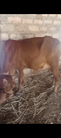 બે ગાય વેચવાની છે