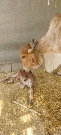વેસવાનીછે