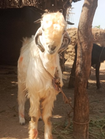 મુસ્તાક ભાઈ દેવગઢ