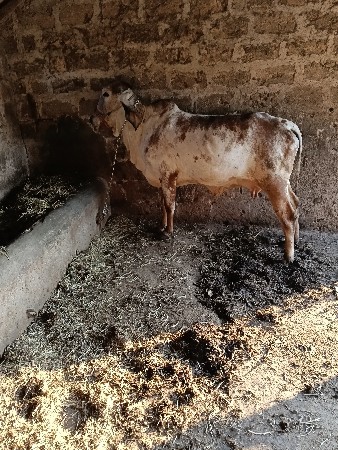 ગાય વેચવાની છે ગીર કાબરી