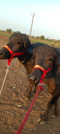 ખડાય