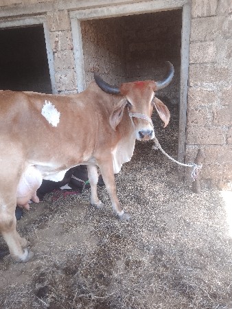 3 જુ વેતર