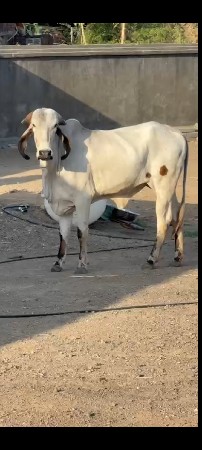 લીલડી ગીર ઓડકી વેચવાની છે