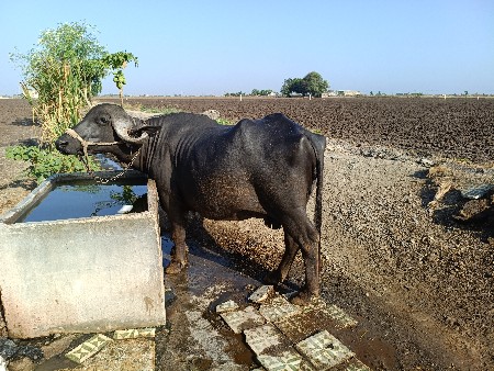 ભેંસ વેચવાની છે