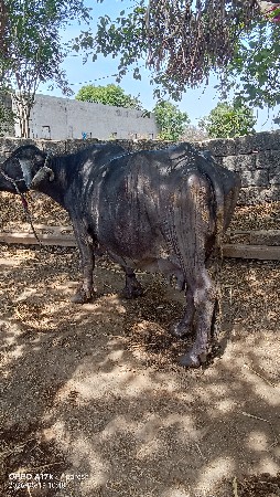 ભેંસ વેચવાની છે