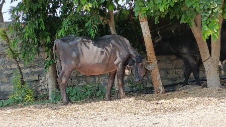 ખડેલી વેચવાની છે બે દાતે