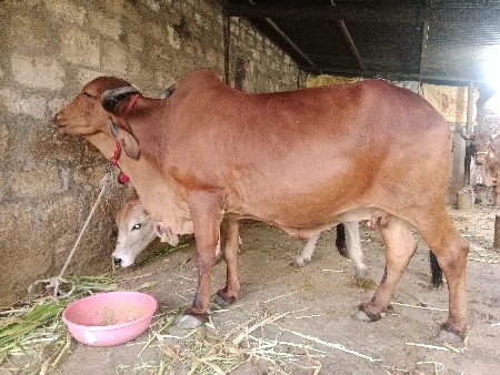 લાલ ગોરી ગાય વેચવાની છે
