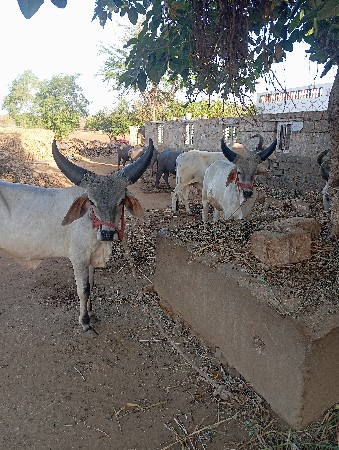 ગોધલા વેસવાના સે