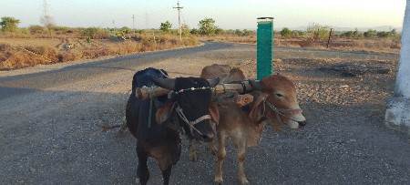 4_4દાતે