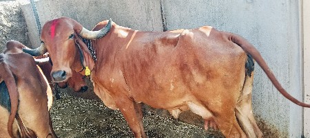 ગીર ગાય વેચવાની છે