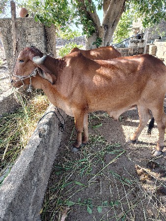 બળદ વેચવાના છે   બધી જવાબદારી થી