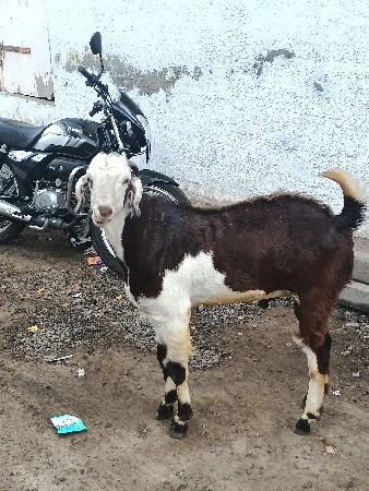 દોઢ વર્ષના બે બકરા છે વેચવાના