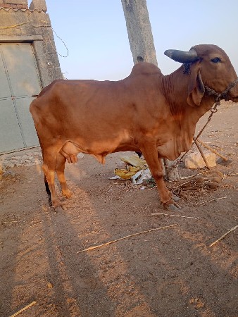 આ ગાય વેચવાની છે