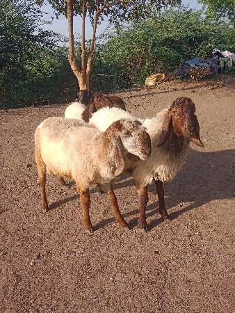 ઘેટાવેચવાનાછે4નગંછે