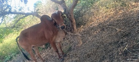 2‌ વેચવા ની છે