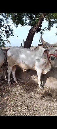 વેચવાના છે