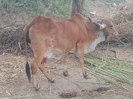 ત્રીજું વૈતાર દશ બાર દિવસ કાંચી