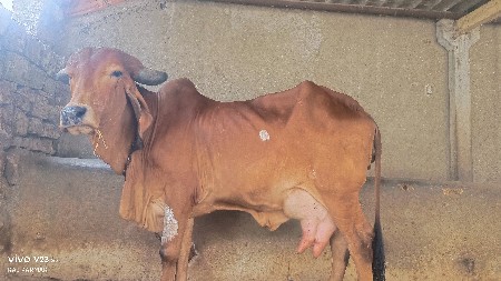 બીજું વેતર સે