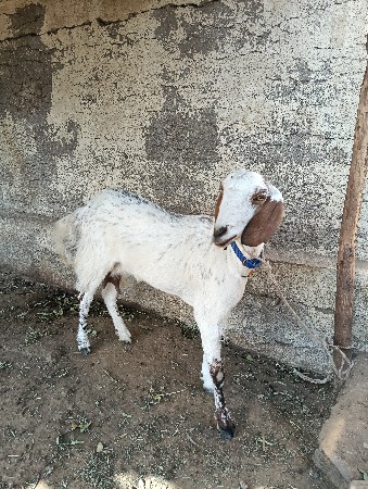 પોરબંદર જિલ્લો