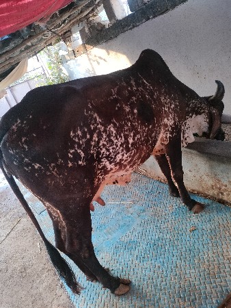 ગાય વેસવાની શે કારિ કાબરિ