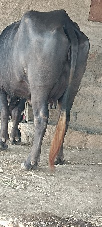 ભેસ વેચવાની છે વેતર પેલું સે