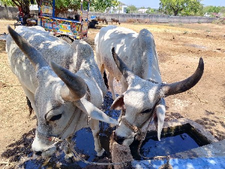 ગોઢલા વેચવાના છે