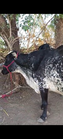 jarsi gay vechavani se