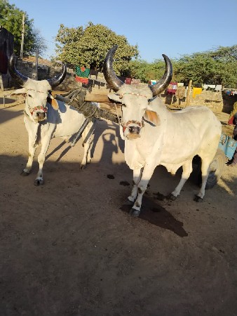 બળદ વૅશવાના બીજીધરના