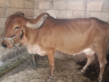 ગાય વેચવાની છે