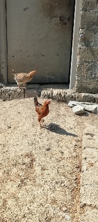 કુકડા વેચવાના છે દેશી