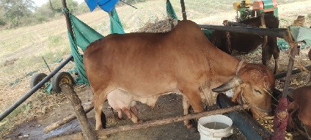 વેચવાની છે