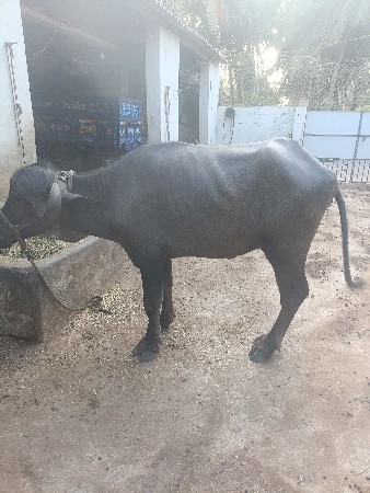 ખડેલો વેચવાનો છે