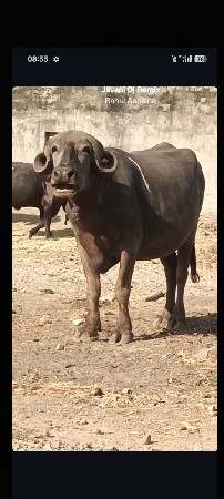 પેલું વેતર