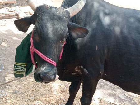 ગાય વેશવાની છે
