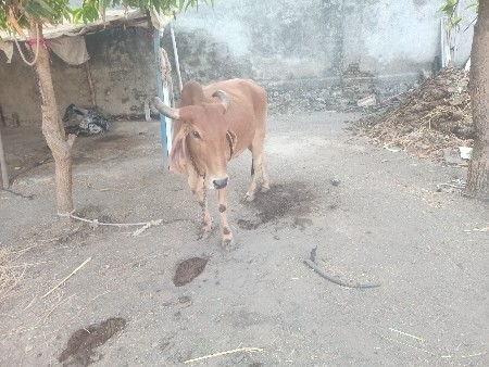 ગાય વેચવાની છે