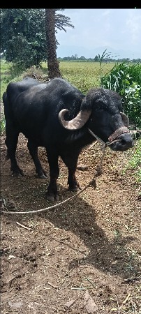 ભેસ વેચવાનિ છે
