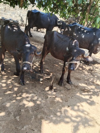 2 જાફરાબાદી પાડી વેસવાની છે