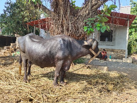 ભેંસ વેચવાની છે