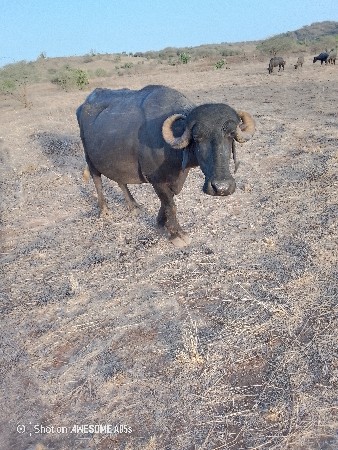 ભેંશ વેચવા ની છે