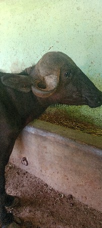 બે ખડેલી વેસવા ની સે
